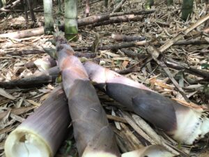 破竹の勢いでハチク 淡竹 を採る 後楽ホテル 公式