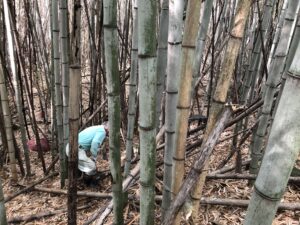 破竹の勢いでハチク 淡竹 を採る 後楽ホテル 公式