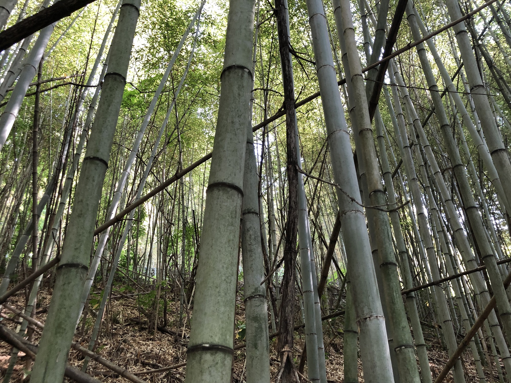 破竹の勢いでハチク 淡竹 を採る 後楽ホテル 公式